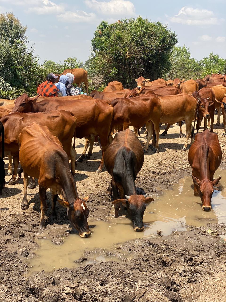 Curbing the Silent Epidemic: Tackling Antimicrobial Resistance in Narok County’s Livestock
