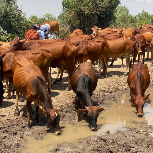 Curbing the Silent Epidemic: Tackling Antimicrobial Resistance in Narok County’s Livestock